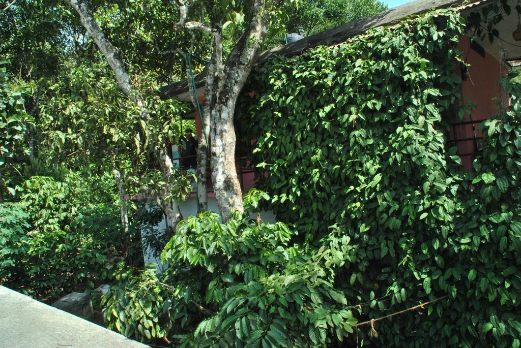 טקאדי Jungleparadiso Homestay מראה חיצוני תמונה