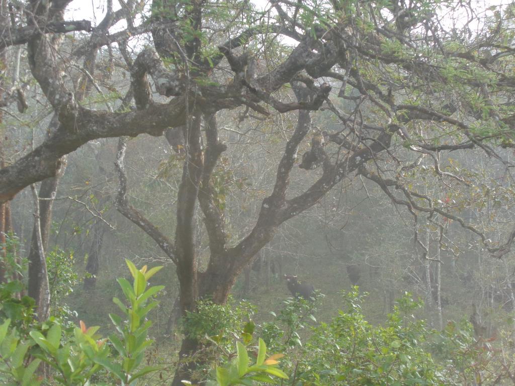 טקאדי Jungleparadiso Homestay מראה חיצוני תמונה