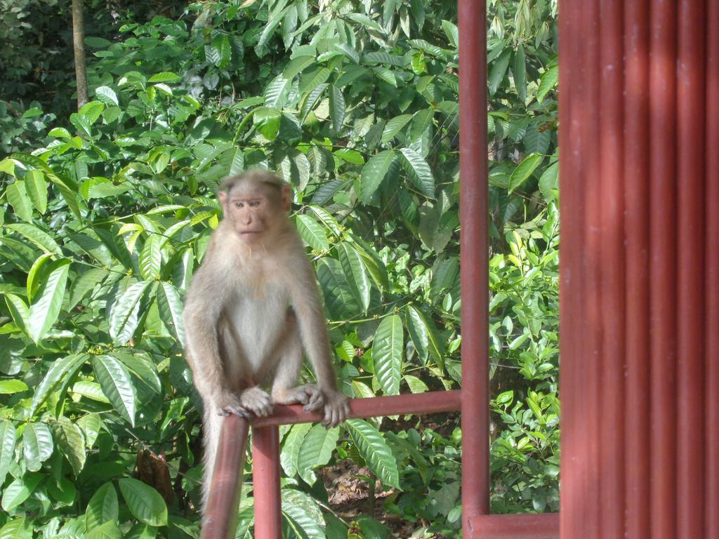 טקאדי Jungleparadiso Homestay מראה חיצוני תמונה